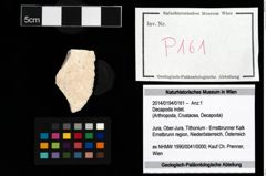 Foto (Objekt + Etikett) von Decapoda indet.  (NHMW-GEO-2014-0194-0161)